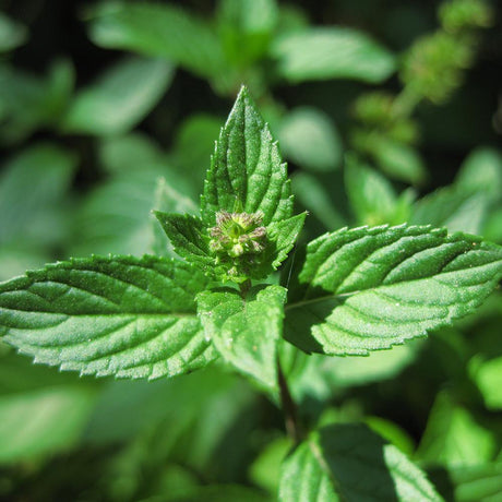 Menta