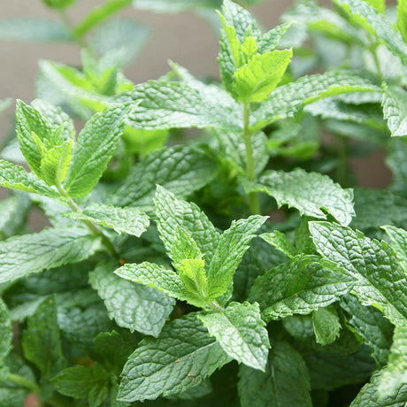 Menta