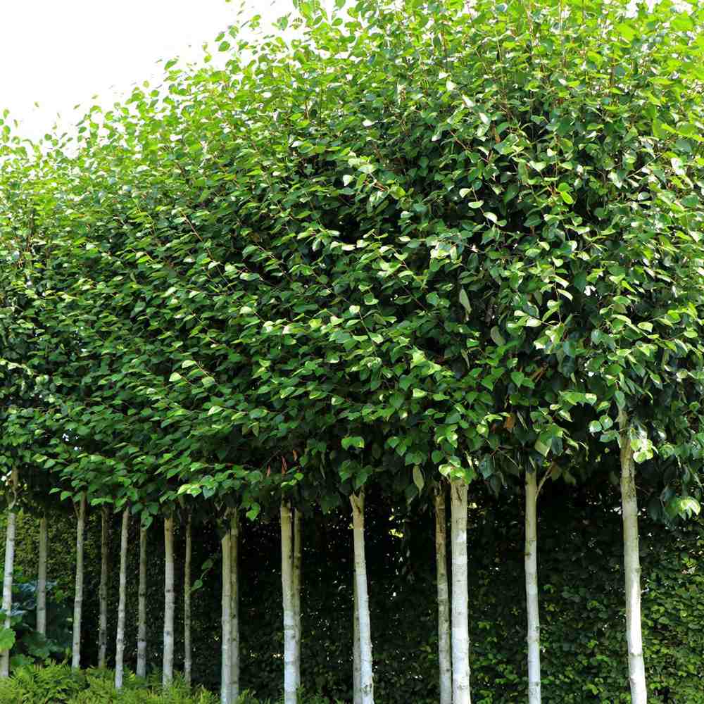 Black Friday - Reduceri Mesteacan Alb Pur Doorenbos (Betula Utilis) Promotie