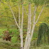 Mesteacan Alb Pur Doorenbos (Betula Utilis)