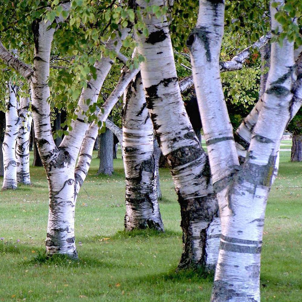 Сребристо-бяла бреза (Betula Pendula)