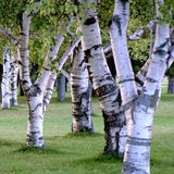 Сребристо-бяла бреза (Betula Pendula)