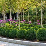 Mesteacan Alb-Argintiu (Betula Pendula)