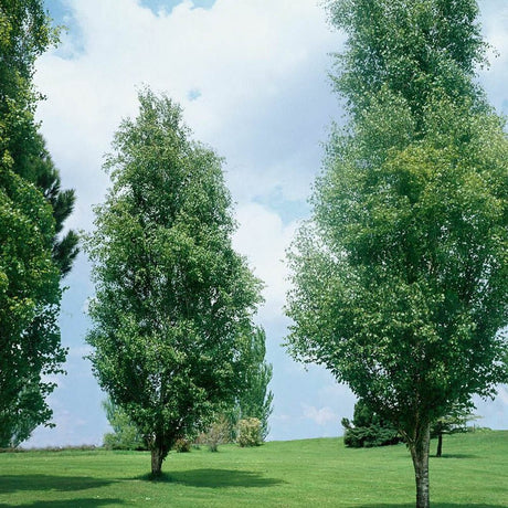 Mesteacan alb Columnar (Betula Fastigiata)