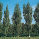 Mesteacan alb Columnar (Betula Fastigiata)