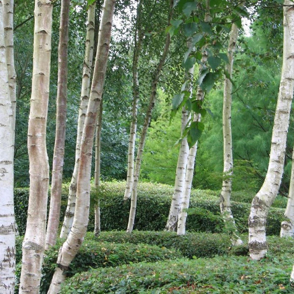 Mesteacan Alb Pur Himalayan Jacquemontii