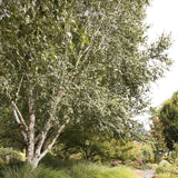 Mesteacan Alb Pur Himalayan Jacquemontii