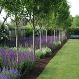 Mesteacan Alb Pur Himalayan Jacquemontii