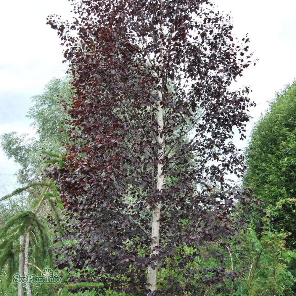 Mesteacan Rosu Royal Frost