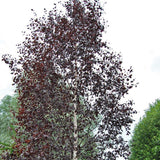 Mesteacan Rosu Royal Frost