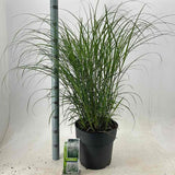 Iarba Elefantului (Miscanthus Sinensis) Herman Muessel, iarba ornamentala cu frunzis verde si spice argintii, crestere rapida