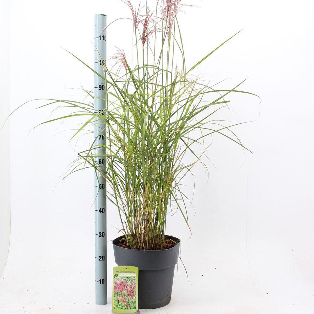 Iarba Elefantului (Miscanthus Sinensis) Ferner Osten, iarba ornamentala inalta cu spice rosii si frunzis elegant, crestere rapida