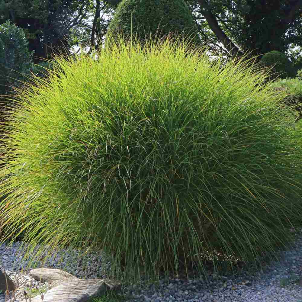 Слонска трева (Miscanthus Sinensis) Gracillimus