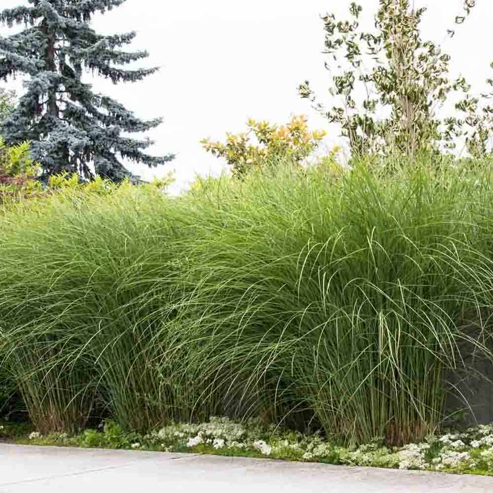 Слонска трева (Miscanthus Sinensis) Gracillimus