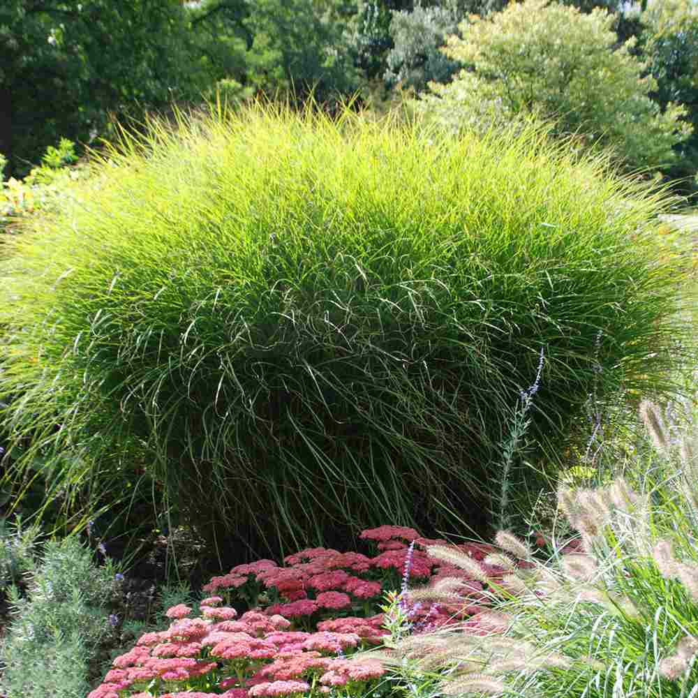 Слонска трева (Miscanthus Sinensis) Gracillimus