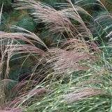 Iarba Elefantului (Miscanthus Sinensis) Little Zebra, iarba ornamentala pitica cu frunzis dungat si spice rozalii, crestere rapida