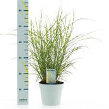 Iarba Elefantului (Miscanthus Sinensis) Little Zebra, iarba ornamentala pitica cu frunzis dungat si spice rozalii, crestere rapida