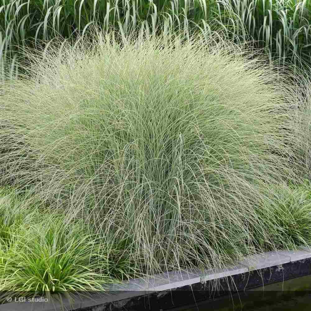 Iarba Elefantului (Miscanthus Sinensis) Morning Light, iarba ornamentala eleganta cu frunzis fin si reflexii argintii, crestere rapida