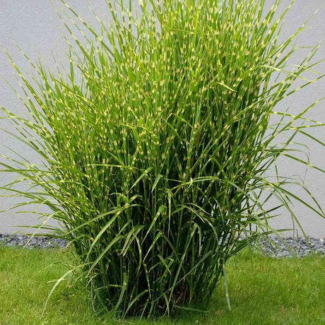 Iarba Elefantului (Miscanthus Sinensis) Little Zebra, iarba ornamentala pitica cu frunzis dungat si spice rozalii, crestere rapida
