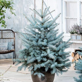 Molid Argintiu albastru Super Blue