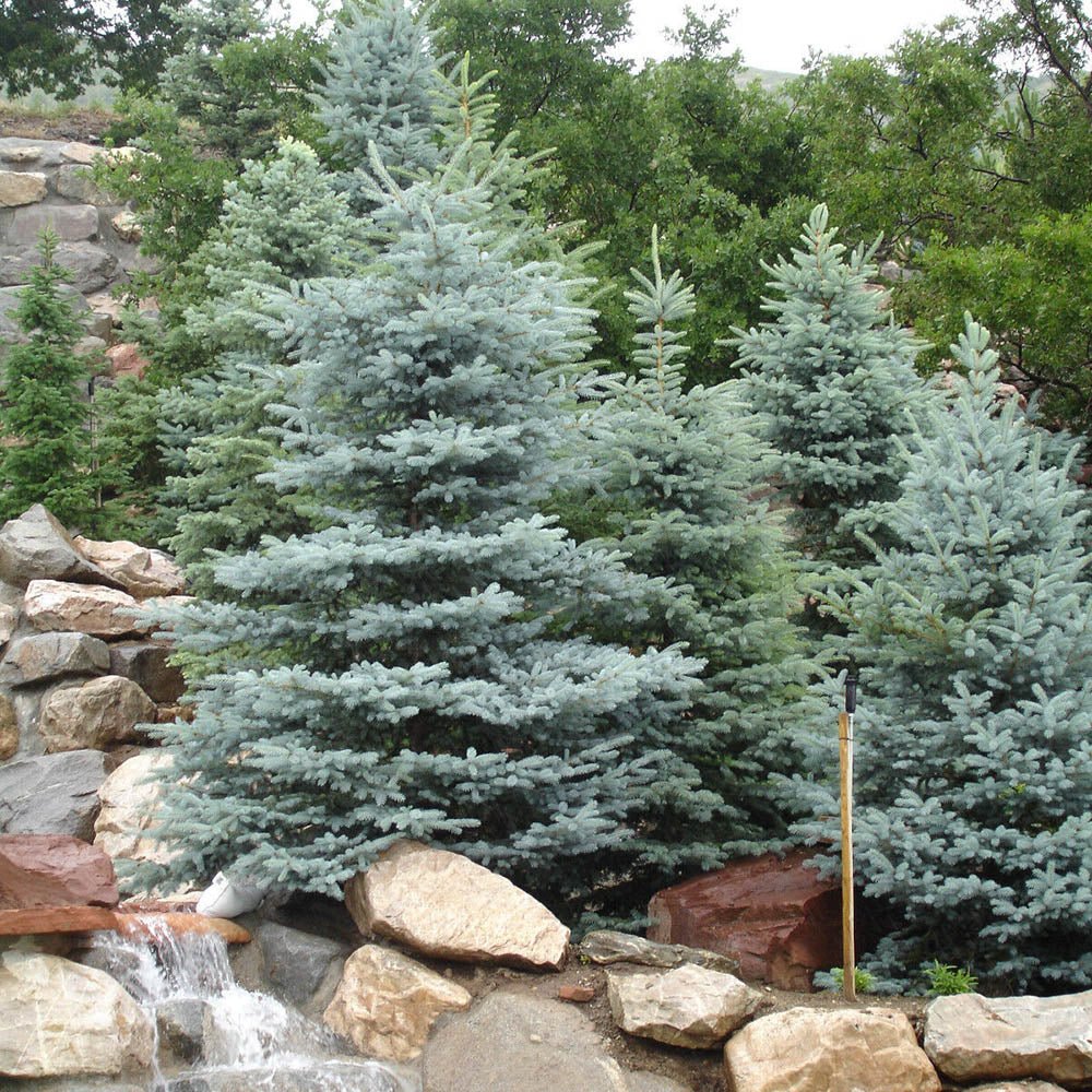 Molid Argintiu albastru Super Blue