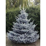 Molid Argintiu Blue Diamond