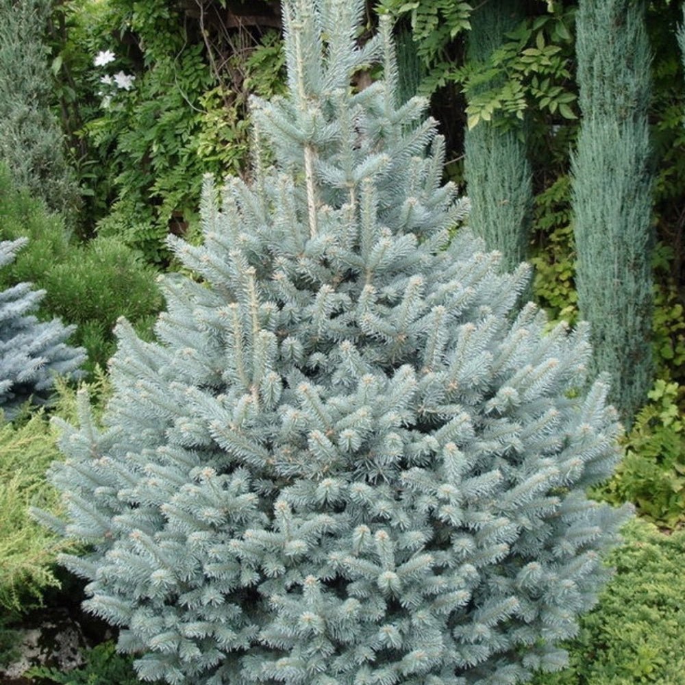 Molid Argintiu Edith