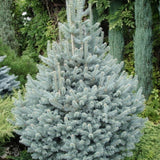 Molid Argintiu Edith