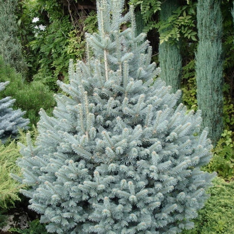 Molid Argintiu Edith