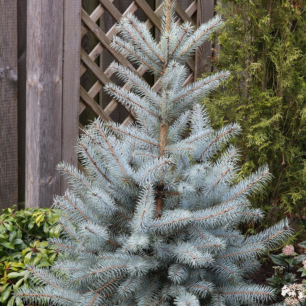 Molid Argintiu Edith