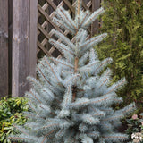 Molid Argintiu Edith