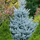 Molid Argintiu albastru Super Blue