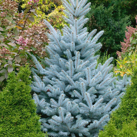 Molid Argintiu albastru Super Blue