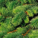 Molid Canadian Super Green