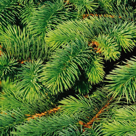 Molid Canadian Super Green