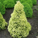 Molid European J.W. Daisy'S White
