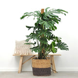 Monstera Deliciosa - 100 cm - VERDENA - 100 cm inaltime, ghiveci de 15 l