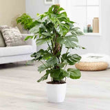 Monstera Deliciosa - 100 cm - VERDENA - 100 cm inaltime, ghiveci de 15 l