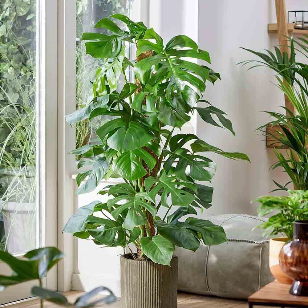 Monstera Deliciosa - 130 cm - VERDENA - 130 cm inaltime, ghiveci de 9 l