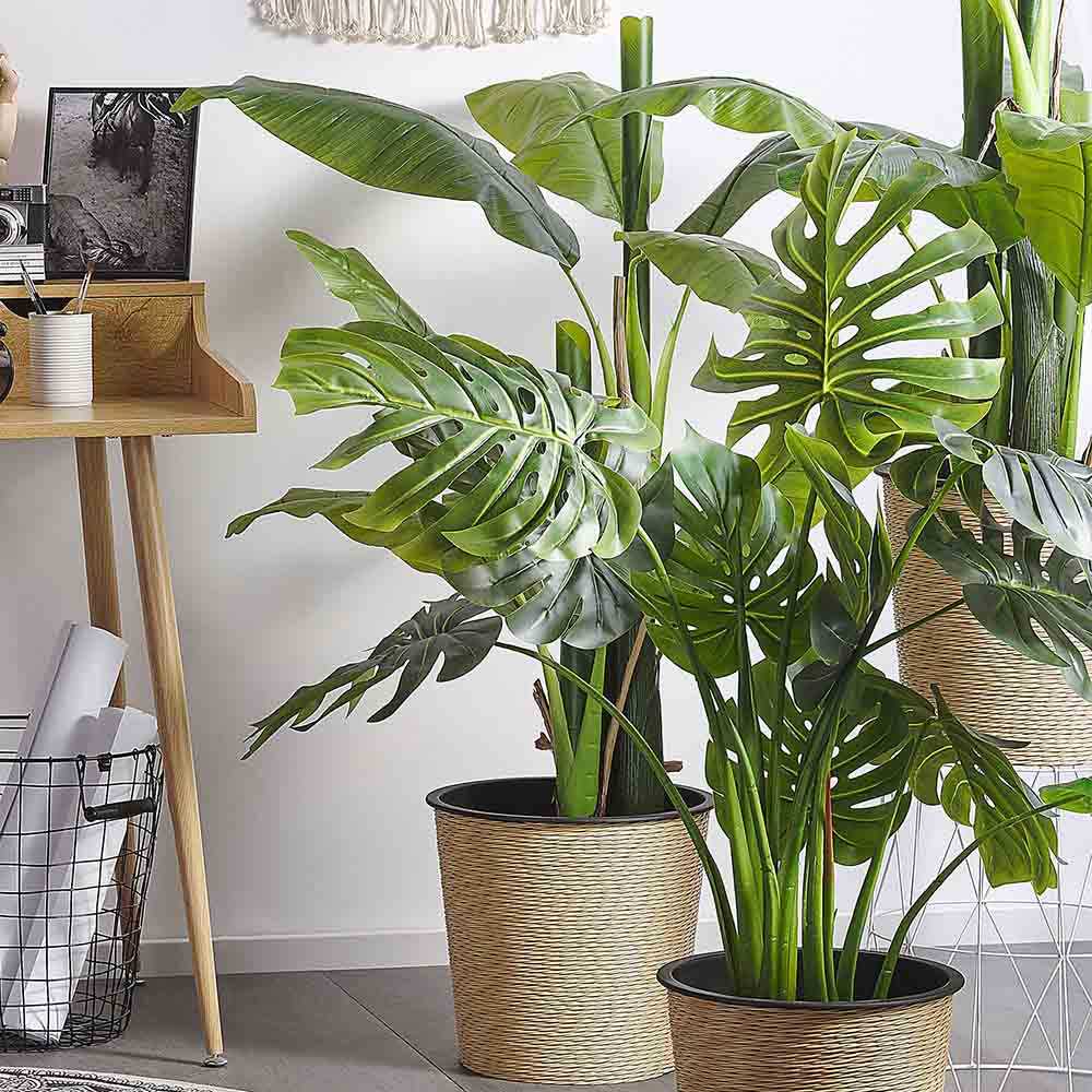 Monstera Deliciosa - 130 cm - VERDENA - 130 cm inaltime, ghiveci de 9 l