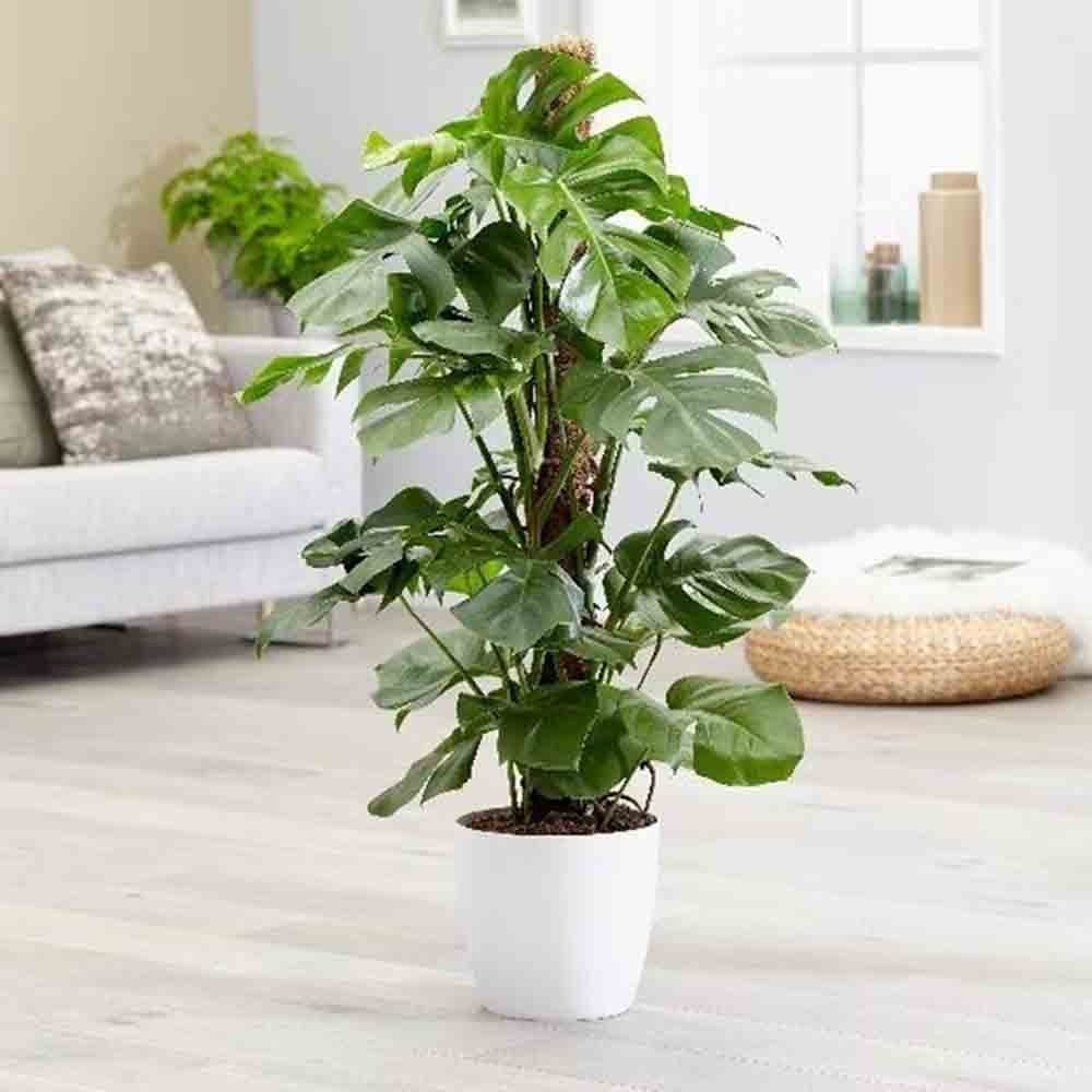 Monstera Deliciosa - 130 cm - VERDENA - 130 cm inaltime, ghiveci de 9 l