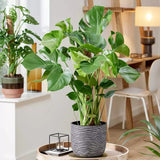 Monstera Deliciosa - 130 cm - VERDENA - 130 cm inaltime, ghiveci de 9 l