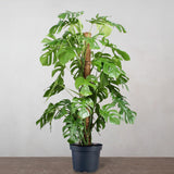 Monstera Deliciosa - 150 cm - VERDENA - 150 cm inaltime, ghiveci de 17 l