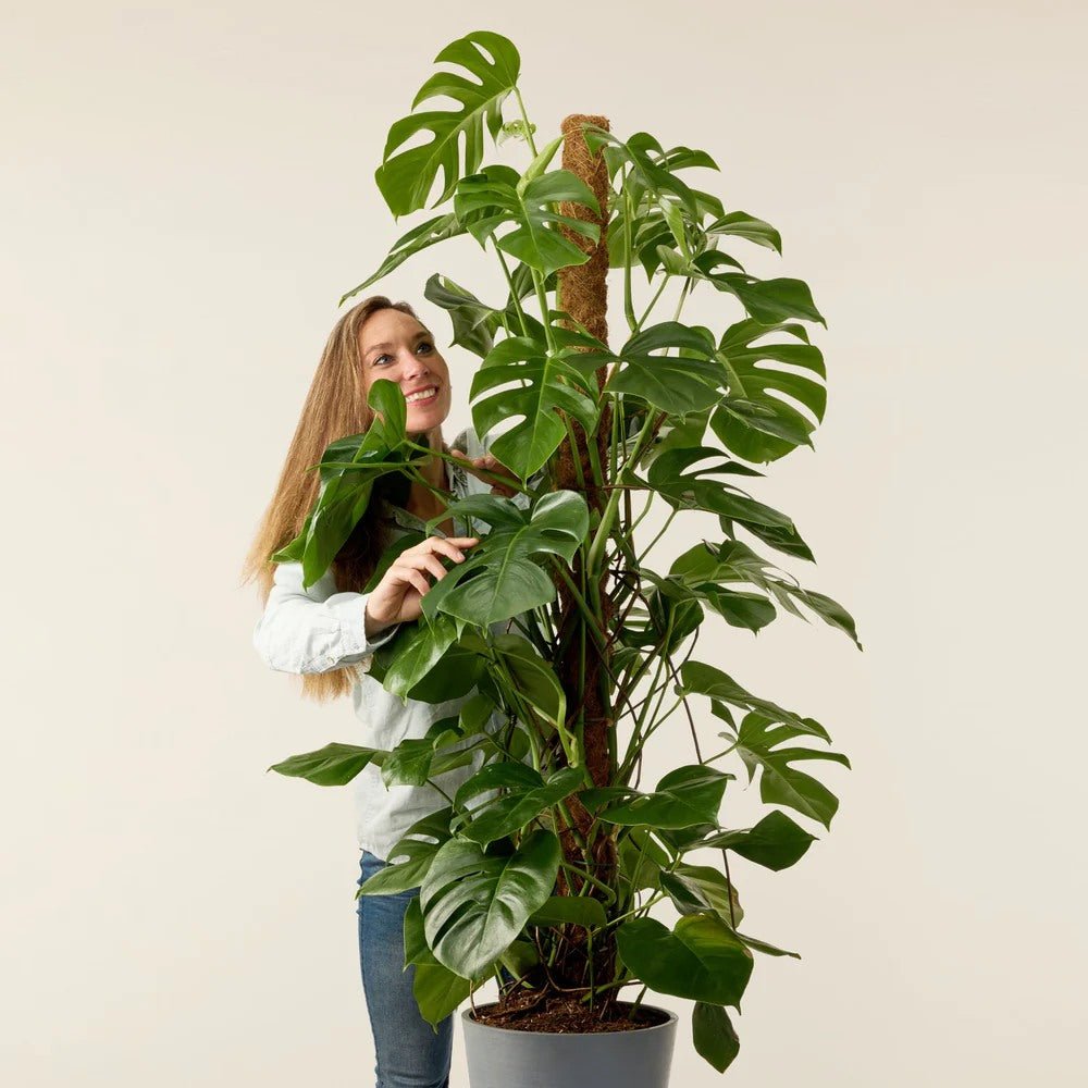 Monstera Deliciosa - 150 cm - VERDENA - 150 cm inaltime, ghiveci de 17 l