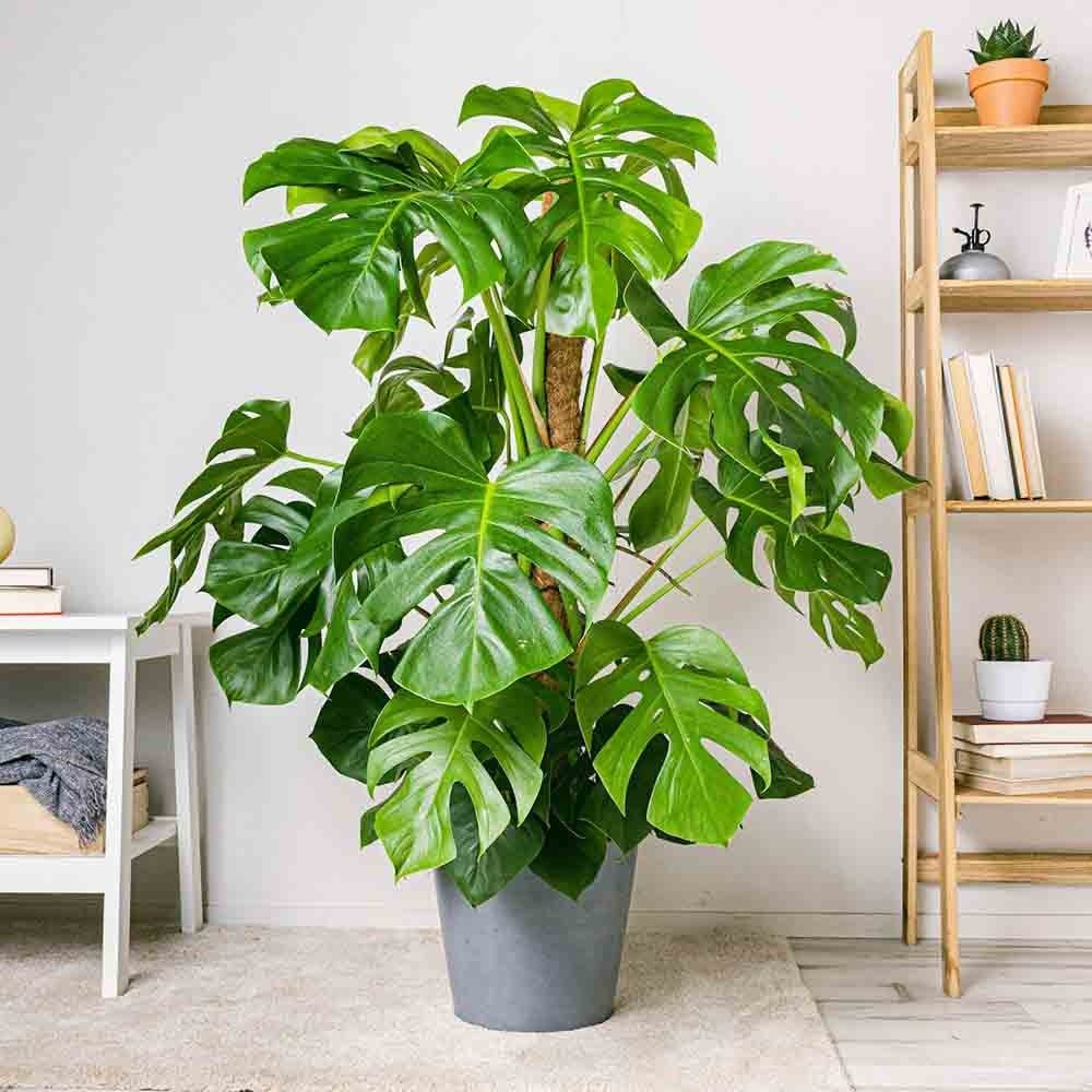 Monstera Deliciosa - 60 - 65 cm - VERDENA - 60 cm inaltime, ghiveci de 4.5 l