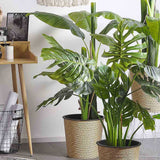 Monstera Deliciosa - 85 cm - VERDENA - 85 cm inaltime, ghiveci de 11 l