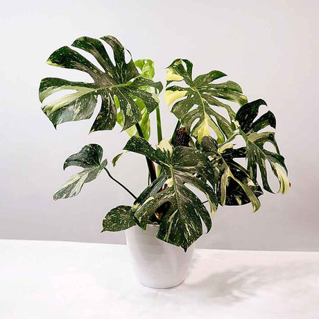 Monstera Deliciosa Albo-Variegata Thai Constellation Unicat - 125 cm