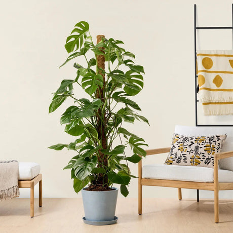 Monstera Deliciosa cu suport - 120 cm - VERDENA - 120 cm inaltime, ghiveci de 5 l