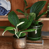Monstera Peru Karstenianum - 30 cm