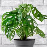 Monstera Obliqua - 30-35 cm